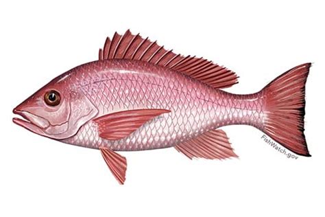 red snapper fish|How to Fish for Red Snapper: The Complete Guide for 2025.